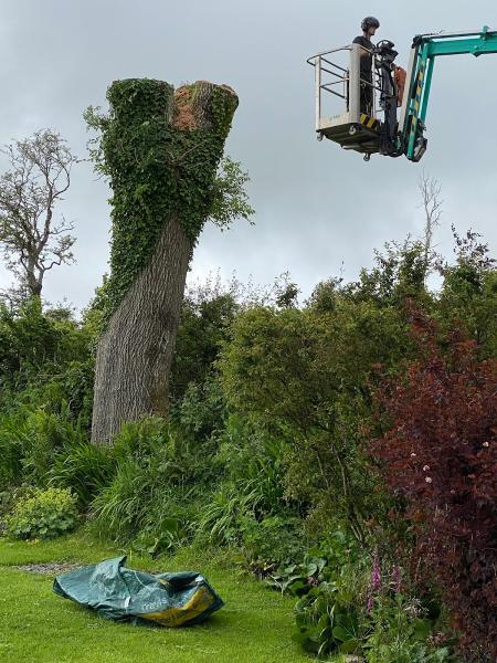 The Arb Team (Arborists and Consultants)