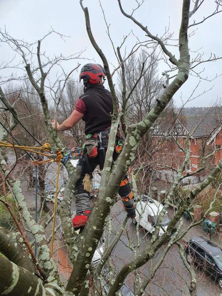 Tree & Garden Services Ltd