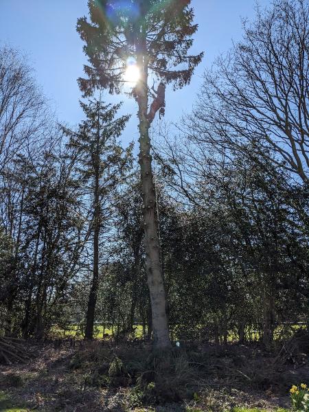 Tom Gooders Tree Surgery Ltd