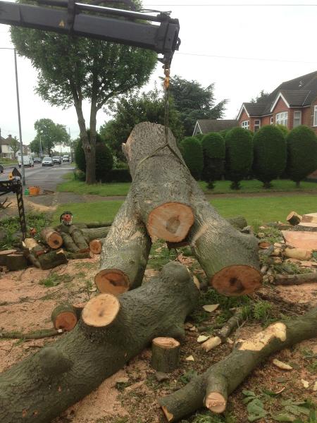 Wychwood Tree Surgeons