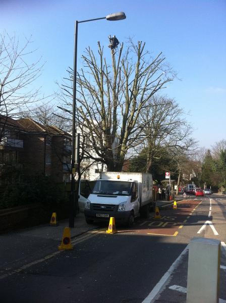 Wychwood Tree Surgeons