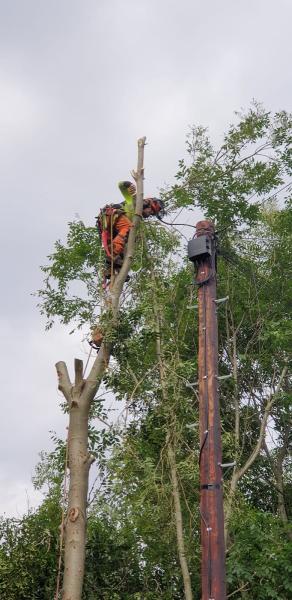 Ultra Tree Services Ltd