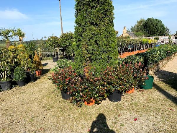 East Keswick Plant Centre