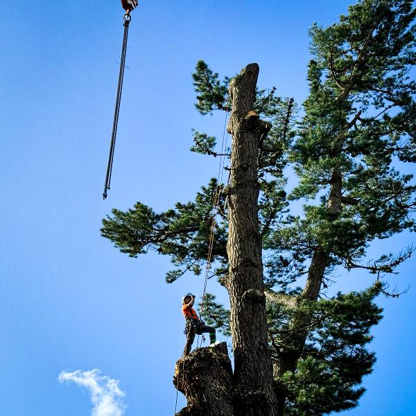 Teign Trees & Landscapes SW Ltd