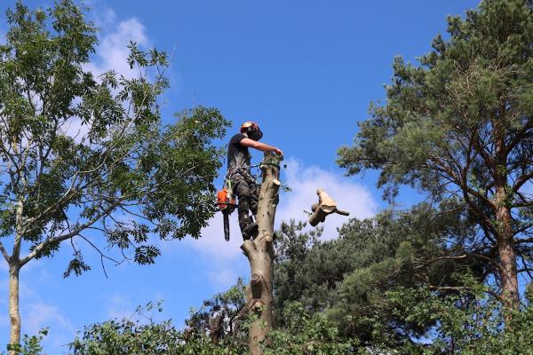 Waterman Tree Co. Hertfordshire