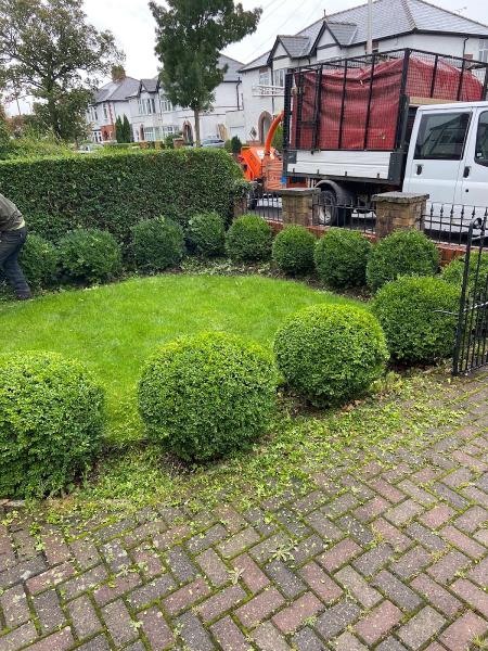 Climb and Cut Tree Surgeon