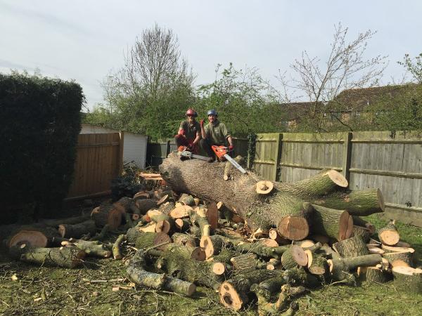 Timber Tech Tree Services LTD