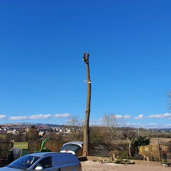 A-1 Tree Works
