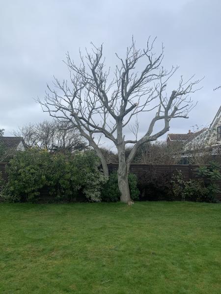 Greenbelt Tree Surgery