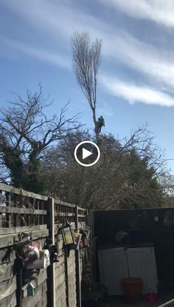 Greenbelt Tree Surgery