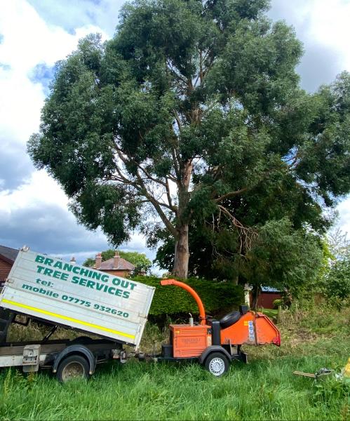 Branching Out Tree Services