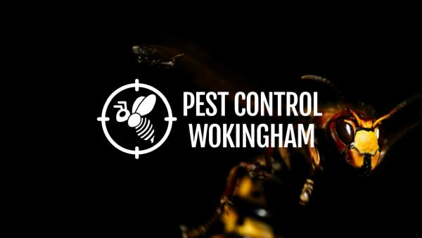 Pest Control Wokingham