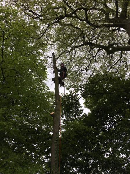 D Rimmer Tree Services