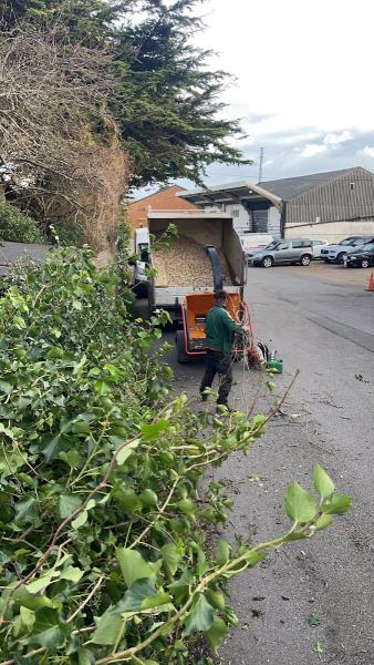 Worthing Tree Surgeons