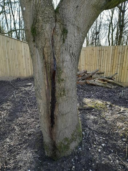 Braemar Arboriculture Limited