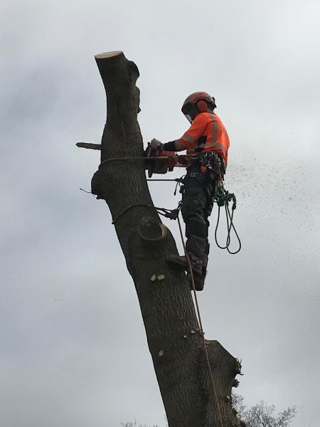 Waite Arboriculture and Forestry