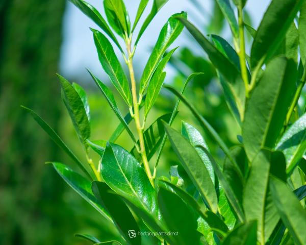 Hedging Plants Direct