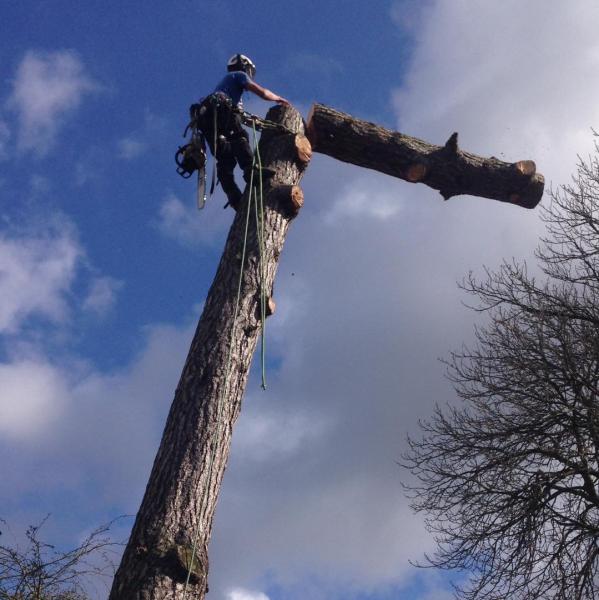 Foxes Tree Services & Son Ltd