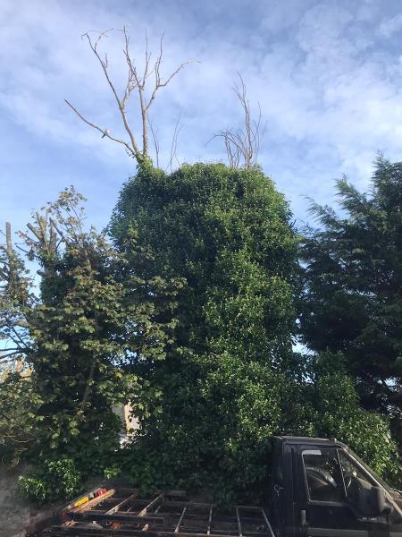J&J Tree Surgeons