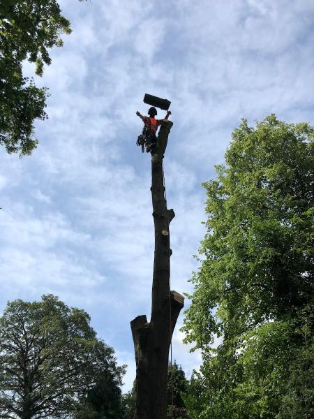 Bowman Arboriculture Ltd