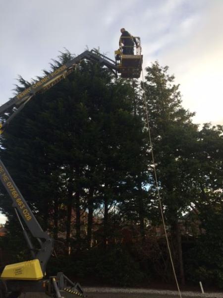 Tangle Wood Tree Service