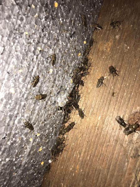St George's Pest Control Ltd