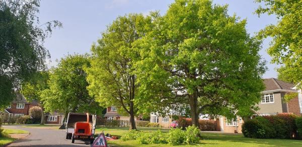 Green Solutions Tree Surgeons