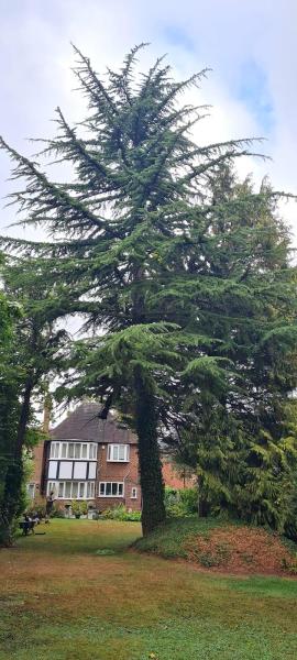 Green Solutions Tree Surgeons