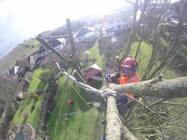 DA Tree Surgeons