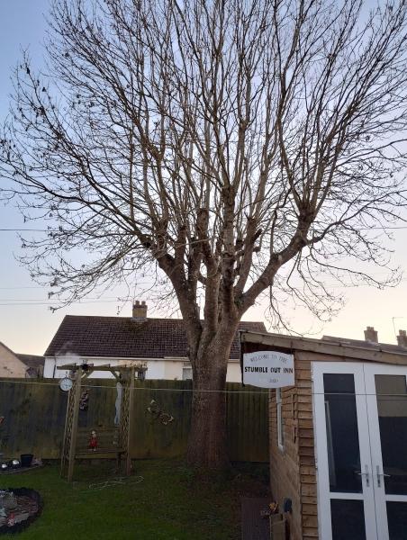 The Tree Surgery Company Ltd