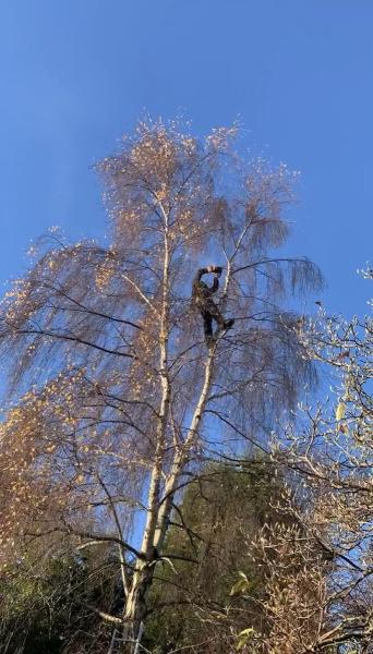 Lichfield Treeworks Ltd