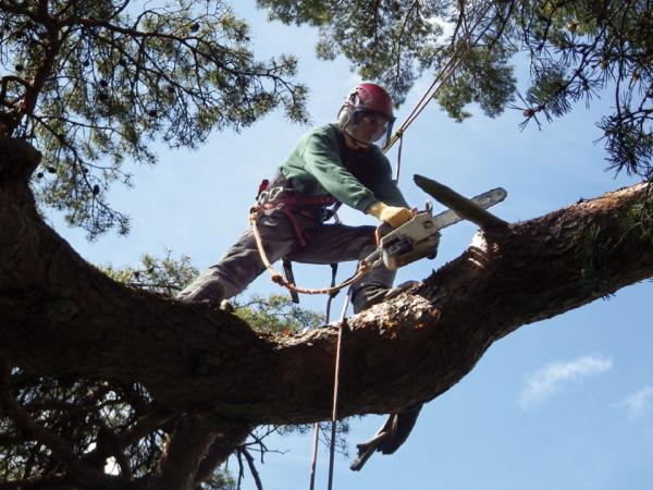 Tree Maintenance Ltd.