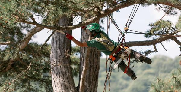 Tree Maintenance Ltd.