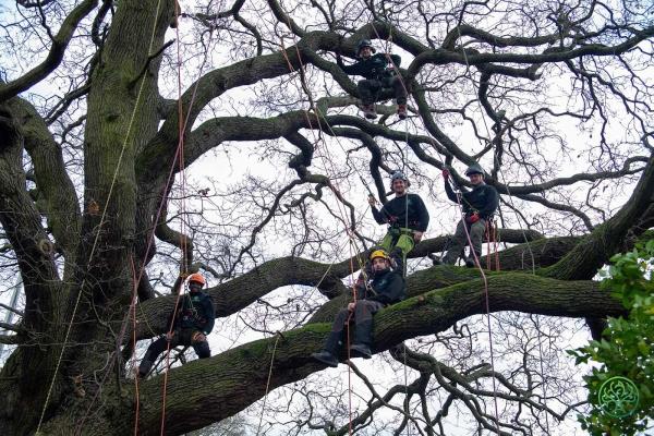 Liam McGough Tree Services