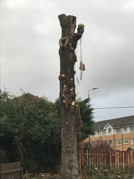 Treetop Tree Surgeons