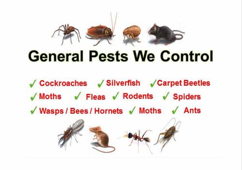 5 Point Pest Control