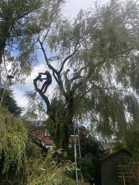 GM Cutting Trimming Trees Service