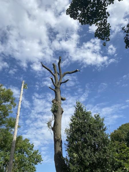 GM Cutting Trimming Trees Service