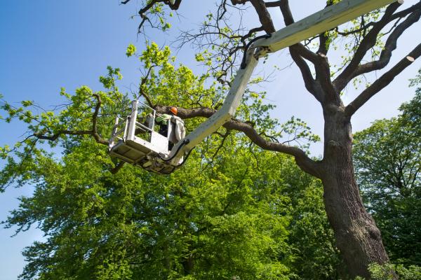 Abbey Gardening and Tree Services