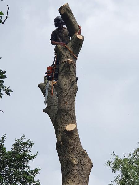 Sabre Tree Surgery. Tree and Hedge Cutting in Stockport