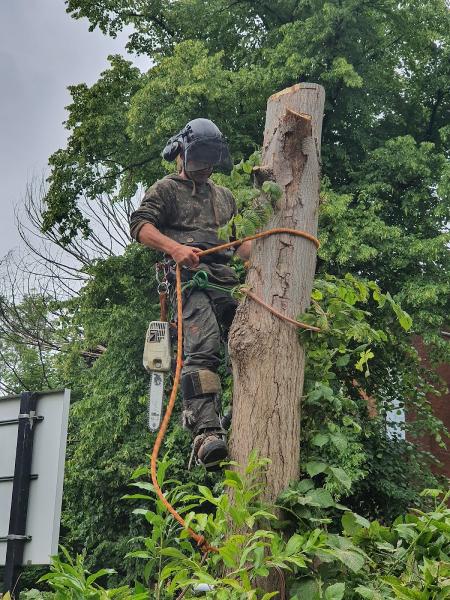 Sabre Tree Surgery. Tree and Hedge Cutting in Stockport