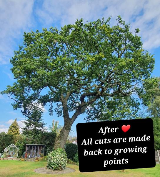 Sabre Tree Surgery. Tree and Hedge Cutting in Stockport