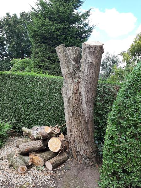 Sabre Tree Surgery. Tree and Hedge Cutting in Stockport