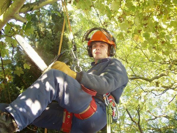 Weldon Tree Surgery & Tree Work