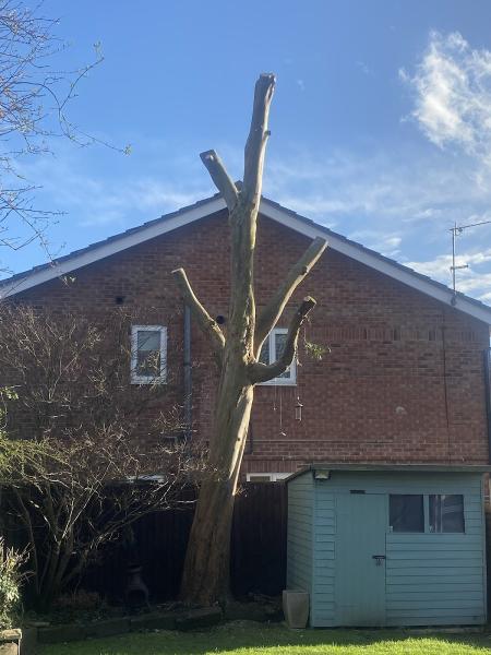 Macclesfield Tree & Stump Removals/Macclesfield Tree Surgeon