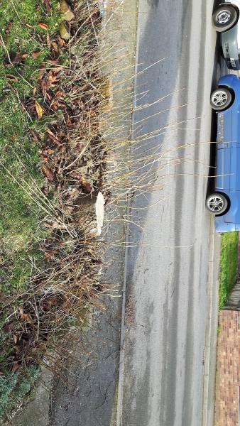 Tree Hunters Garden Services