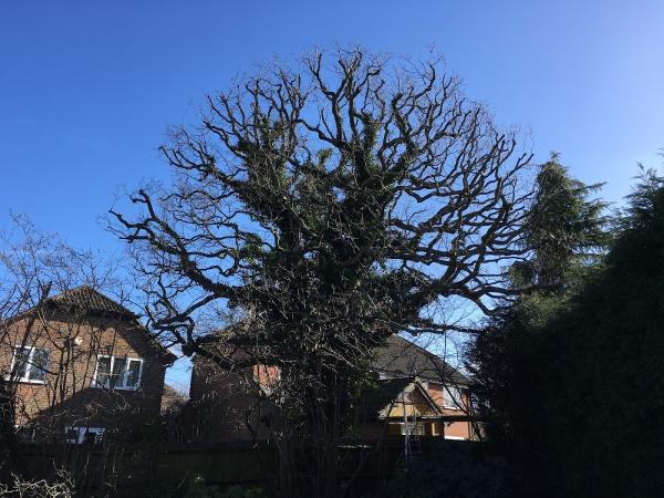 Horsham Tree Services