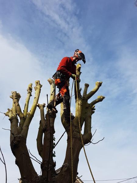 Forest View Tree Care & Garden Maintenance