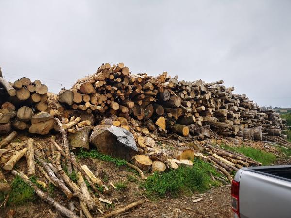 A&P Wood Services ( Logs For Sale / Arborist )
