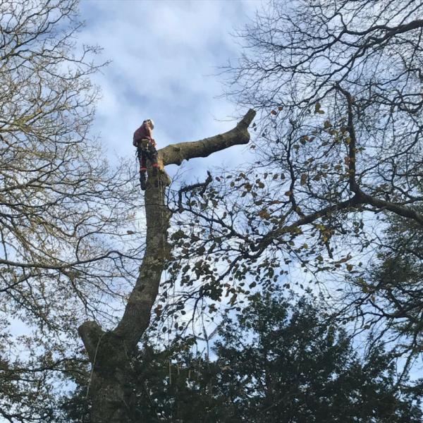 Tree Solutions Cornwall